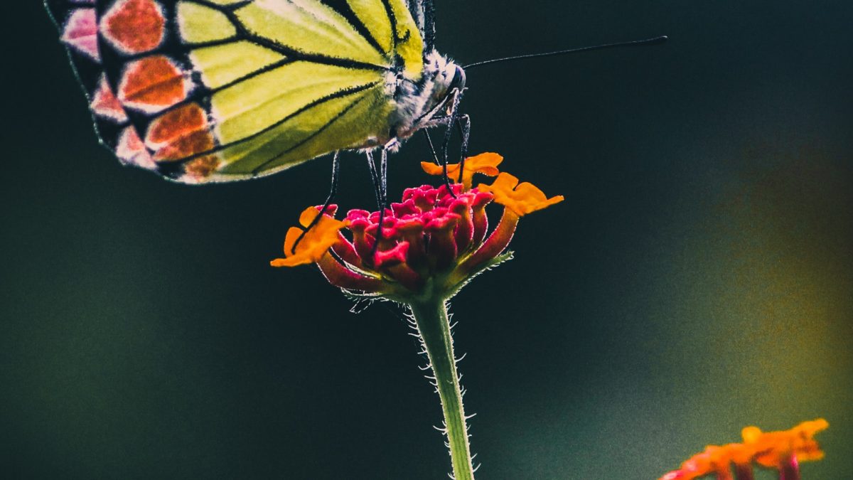 Butterfly Effect by Nigerian Teen Poet, Rita Azekwoh