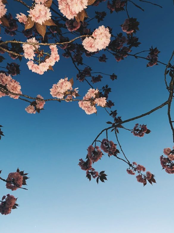 delicate cherry blossoms on twigs under blue sky